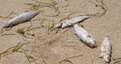 Recogidos 150 kilos de lubinas muertas en cinco playas del sur de Lanzarote