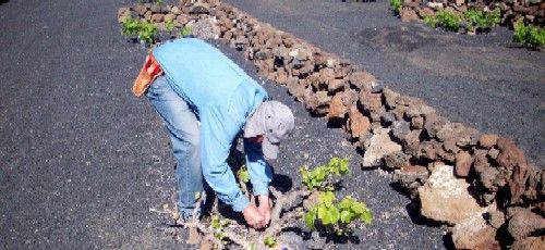 La ola de calor adelanta una vendimia que comienza sin solución para el excedente de uva