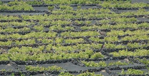 El Consejo Regulador obliga a los bodegueros a poner el precio de la uva en los albaranes