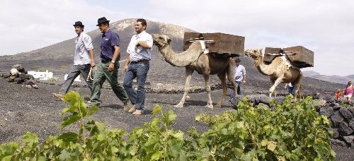 La vendimia volvió a ser una fiesta