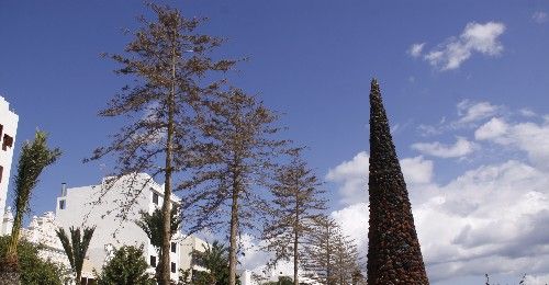 Las araucarias del parque Ramírez Cerdá seguirán en pie al menos una semana más