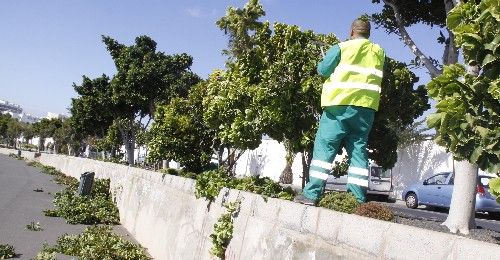 Más de 5.000 árboles serán tratados en la campaña anual de poda de palmeras y árboles de Arrecife