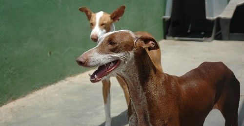 La Asociación Protectora de Animales Sara se plantea cerrar sus puertas