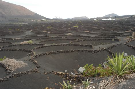 Canarias aprueba de manera inicial el Plan Especial del Paisaje Protegido de La Geria