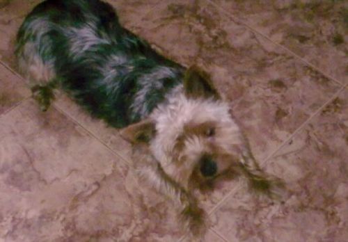 Buscan a un yorkshire terrier que se perdió en Arrecife