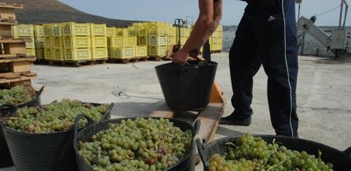 Recogida de la uva en una imagen de archivo