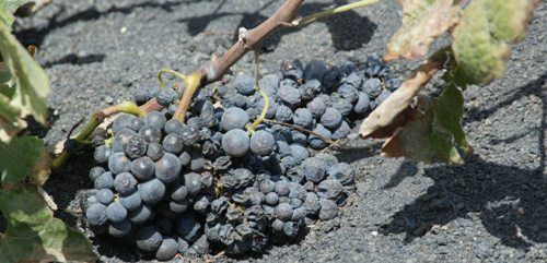 Los viticultores piden que se venda la uva a las bodegas que otros años compraron más de la necesaria