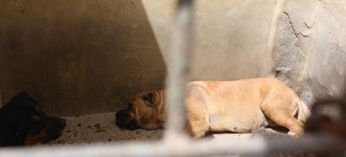 Logran capturar a dos de los perros salvajes, que se refugiaban en unas cuevas en Zonzamas