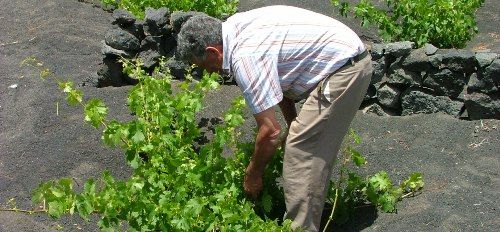 El Gobierno impulsa una Denominación de Origen de Canarias, que se podrá elaborar en todas las islas