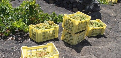 Las bodegas de la isla recogen más de 1,5 millones de kilos de uva, un 30 por ciento menos de lo que querían