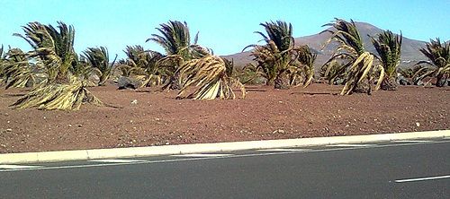 "Una docena de palmeras muertas por no echarles ni un cubo de agua"