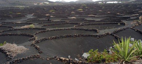 El Consejo Regulador pide habilitar una zona de extracción de piedra en La Geria