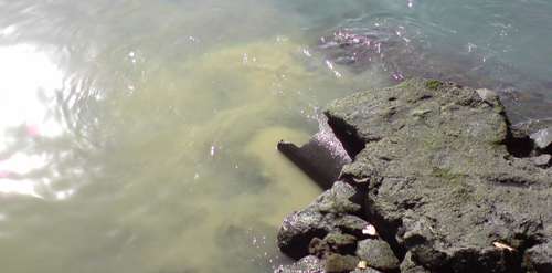 Un vecino alerta de una mancha marrón sobre el mar en el paseo marítimo de Arrecife