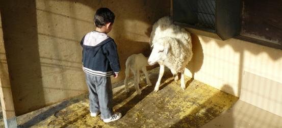 Nace un corderito en el colegio de Costa Teguise