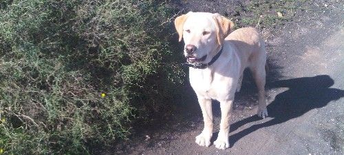 Un cachorro de labrador perdido en Tegoyo