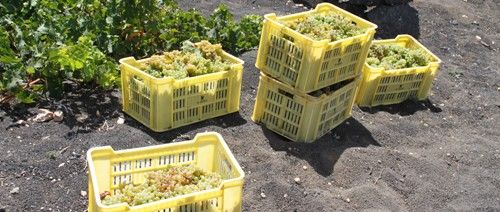 La venta de vinos de Lanzarote logró una cifra récord en 2010, superando en un 31 por ciento las cifras del año anterior