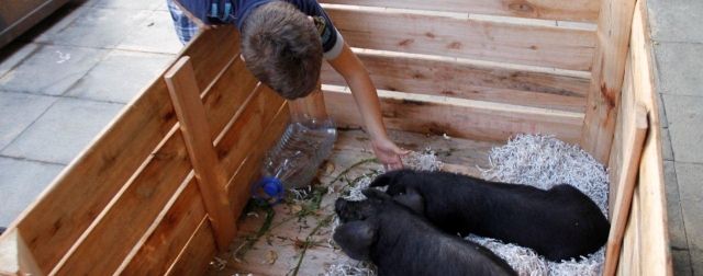 Roban un cochino negro durante la jornada gastronómica sobre esta especie organizada por el Ayuntamiento de Arrecife