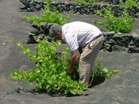 La conferencia sobre las enfermedades de los viñedos de este jueves se traslada al CSC de Mancha Blanca