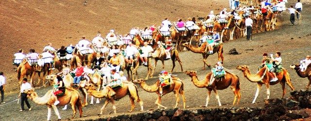 Reconocen la raza camello canario, que será incluida en el catálogo oficial de ganado de España