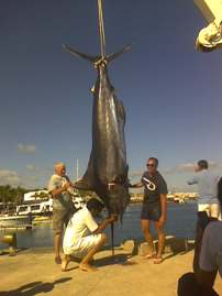 Calor y Café recibe un marlín de 300 kilogramos de la mano de Lanzarote Fishing Club