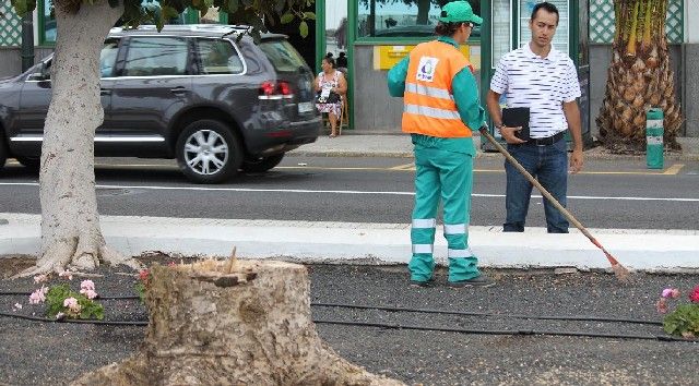 El Ayuntamiento retira las dos últimas araucarias del parque José Ramírez Cerdá