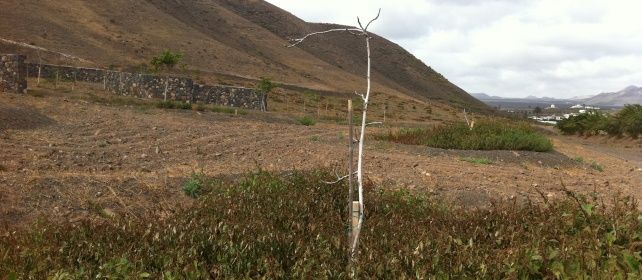 CC denuncia el abandono de más de mil árboles plantados recientemente en Yaiza