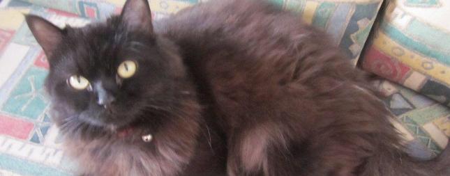 Se busca a Peluche, un gato que ha desaparecido en Arrecife