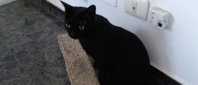 En busca de un gato perdido desde hace un año