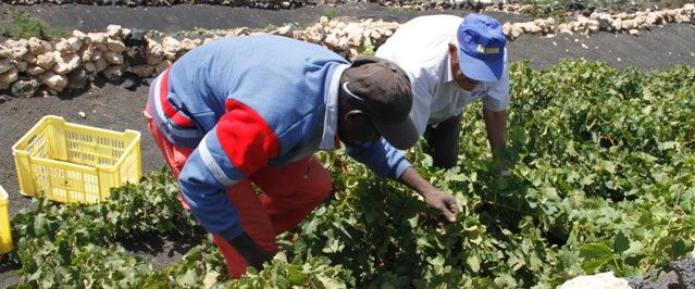 Concluye la peor vendimia de los últimos 60 años en Lanzarote con un 55 por ciento menos de uva recogida que en 2010