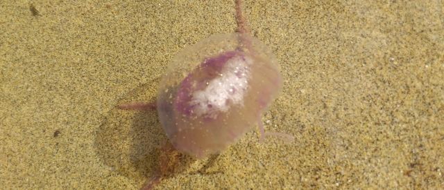 La plaga de medusas desaparece de las playas lanzaroteñas