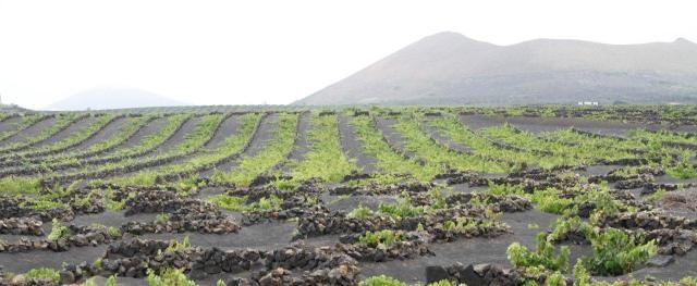 El Cabildo logra desbloquear el Plan de Competitividad Turística Islas Canarias. Una experiencia Volcánica para relanzar La Geria