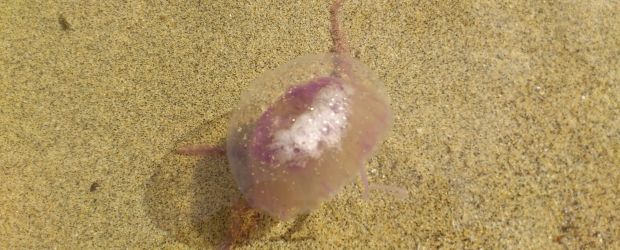 La Universidad de Las Palmas insiste en que la presencia de medusas en Lanzarote no está vinculada a la erupción de El Hierro