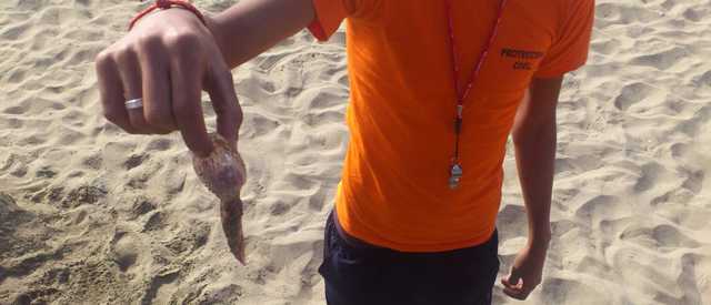 Las medusas llegan a la playa de Playa Blanca, que coloca la bandera roja