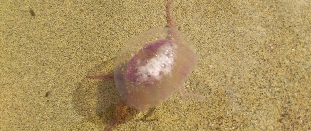 San Bartolomé también desaconseja el baño en sus playas ante la presencia de medusas