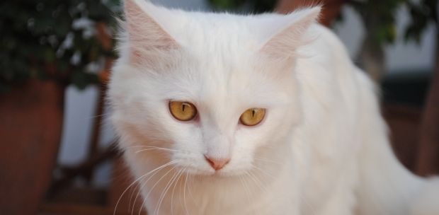 Buscan a Lua, una gata blanca que desapareció en Playa Honda