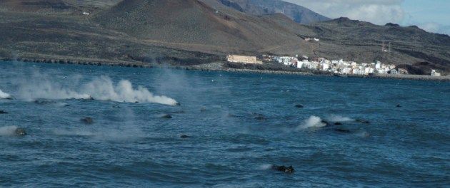 Un abundante burbujeo volvió a emerger del mar en la costa de El Hierro, donde sigue habiendo una gran presencia de medusas