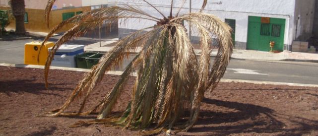 Los vecinos de Titerroy denuncian que las palmeras del parque de Los Pinos se están muriendo "por falta de agua"