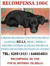 Buscan a Bella, un labrador de cinco meses perdido en Matagorda