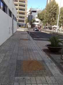 Un vecino denuncia la tala salvaje de palmeras en la avenida marítima de Arrecife