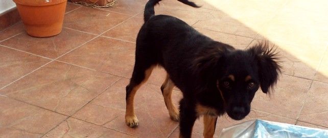 Una mujer vuelve a pedir ayuda para encontrar a su perro, que desapareció hace seis meses