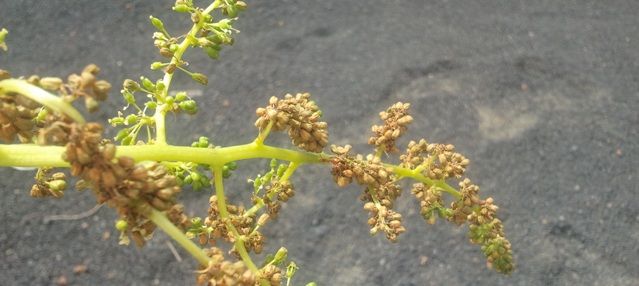 La ola de calor comienza a afectar a las viñas de la isla, justo cuando el fruto está empezando a formarse