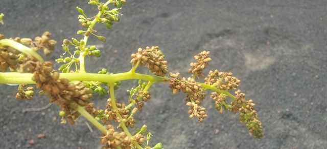 El Consejo Regulador advierte de que la ola de calor va a mermar la vendimia de este año