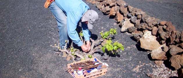 Los agricultores y ganaderos de Lanzarote recibirán por fin las ayudas del POSEI correspondientes a 2010