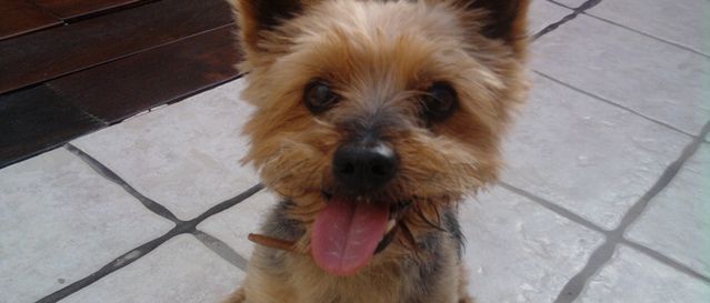 Se busca a Toby, un perro desaparecido en Costa Teguise