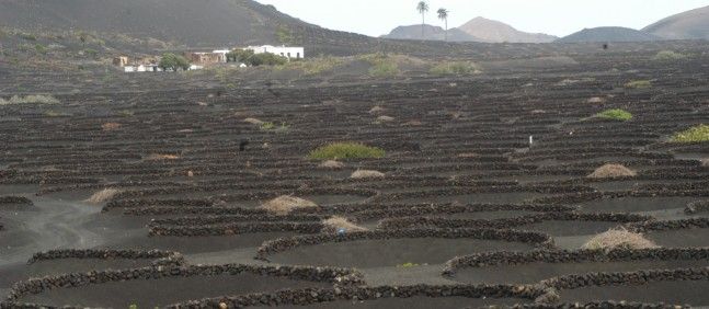 La Geria podría acoger pequeños hoteles asociados a edificios de bodegas, aunque tendrían que tener cierta antigüedad y valor