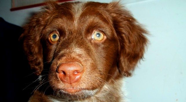 Busca a Jake, un perro de cinco meses que se perdió cerca de San Bartolomé