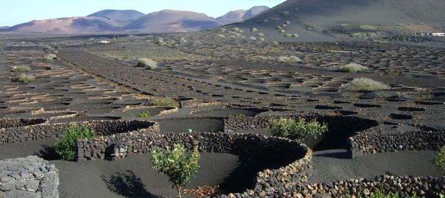 Tres bodegas de Lanzarote implantan la huella de carbono, una eco-etiqueta para definir la emisión de gases