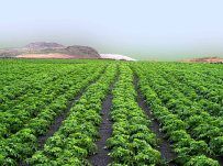 Agrolanzarote inicia una nueva campaña para impulsar en la isla el cultivo de espárragos verdes y blancos