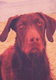 Busca a su perro "Sono", que se perdió hace tres días en Playa Honda