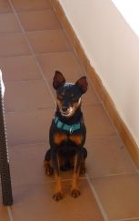 Buscan a Pancho, un perro de la raza Pinscher que se perdió en Güime